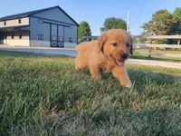 Gracie , a female Golden Retriever for sale in Spencerville, IN – 1 of 9