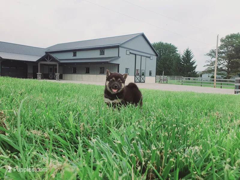 Cassie  – Shiba Inu puppy for sale in Spencerville, IN