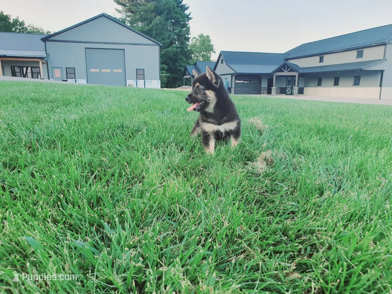 Cassie  – Shiba Inu puppy for sale in Spencerville, IN