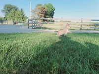 Lola, a female Siberian Husky for sale in Spencerville, IN – 4 of 4