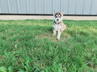 Daisy, a female Siberian Husky for sale in Spencerville, IN – 4 of 4