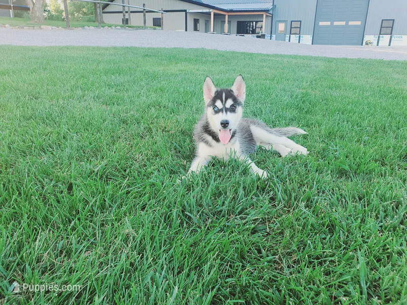 Daisy – Siberian Husky puppy for sale in Spencerville, IN