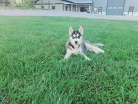Daisy, a female Siberian Husky for sale in Spencerville, IN – 1 of 9