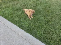 Lindsey , a female Golden Retriever for sale in Spencerville, IN – 2 of 3