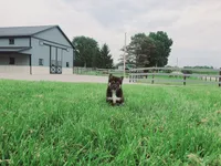 Cody, a male Shiba Inu for sale in Spencerville, IN – 2 of 8