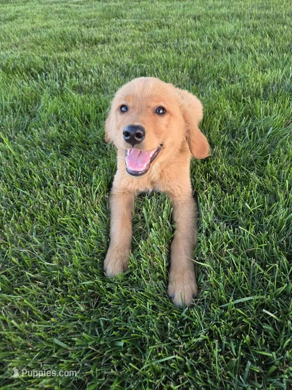 Lindsey  – Golden Retriever puppy for sale in Spencerville, IN