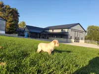 Charly, a male Golden Retriever for sale in Spencerville, IN – 4 of 5