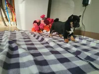 processed/6806a1a2-636c-4163-9366-7b1dc0f51525/listing/43db20ec-4634-4d56-9f2a-a46ede86a5b4/4585fcb4-e06a-4843-aea4-28145e72d23e