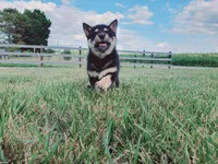 Princess, a female Shiba Inu for sale in Spencerville, IN – 5 of 5