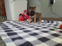 Coco, a female Shiba Inu for sale in Spencerville, IN – Photo 4 of 4