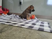 Coco, a female Shiba Inu for sale in Spencerville, IN – Photo 2 of 4