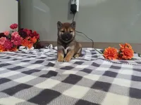 Coco, a female Shiba Inu for sale in Spencerville, IN – Photo 3 of 4