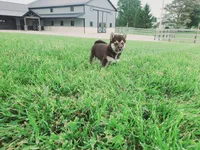 Cooper , a male Shiba Inu for sale in Spencerville, IN – 5 of 6
