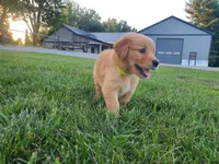 Corbin, a male Golden Retriever for sale in Spencerville, IN – 5 of 5