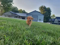 Alijah, a male Golden Retriever for sale in Spencerville, IN – 2 of 6