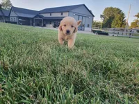 Jackson , a male Golden Retriever for sale in Spencerville, IN – 4 of 9