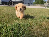 Sophie , a female Golden Retriever for sale in Spencerville, IN – 2 of 10