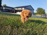 Angela, a female Golden Retriever for sale in Spencerville, IN – 5 of 9