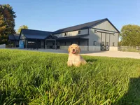 Drake , a male Golden Retriever for sale in Spencerville, IN – 5 of 6