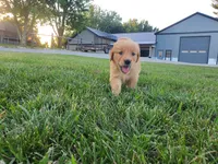 Corbin, a male Golden Retriever for sale in Spencerville, IN – 4 of 5