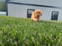 Gracie , a female Golden Retriever for sale in Spencerville, IN – 5 of 5