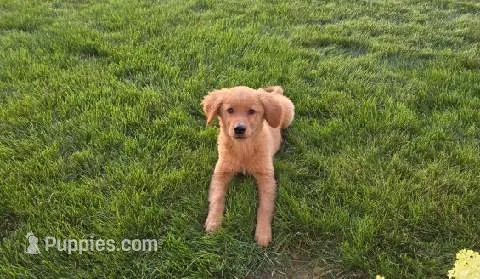 Lindsey  – Golden Retriever puppy for sale in Spencerville, IN