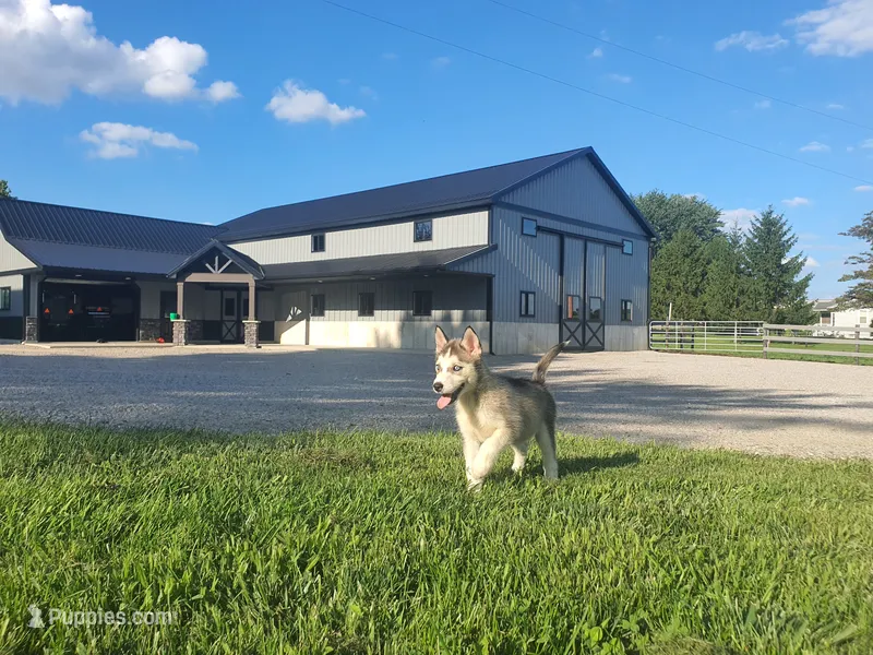 Lola – Siberian Husky puppy for sale in Spencerville, IN