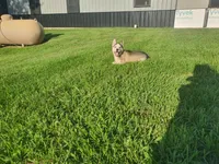 Bently, a male Siberian Husky for sale in Spencerville, IN – 2 of 7