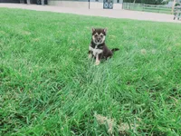 Cooper , a male Shiba Inu for sale in Spencerville, IN – 4 of 6