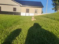 Bently, a male Siberian Husky for sale in Spencerville, IN – 3 of 7