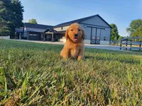 Gracie , a female Golden Retriever for sale in Spencerville, IN – 2 of 9