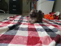 Munchkin, a female Pomeranian for sale in Spencerville, IN – Photo 4 of 4