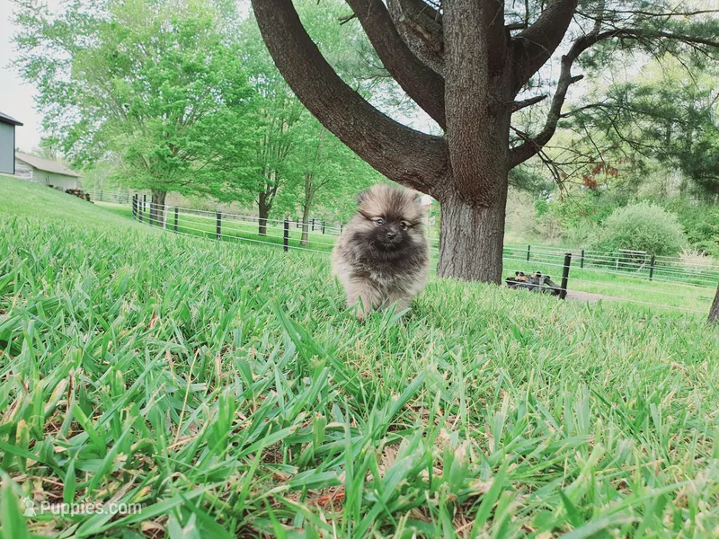 Munchkin – Pomeranian puppy for sale in Spencerville, IN
