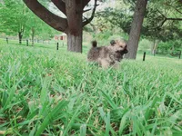 Munchkin, a female Pomeranian for sale in Spencerville, IN – 5 of 10