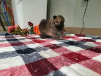 Munchkin, a female Pomeranian for sale in Spencerville, IN – Photo 2 of 4