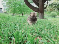 Munchkin, a female Pomeranian for sale in Spencerville, IN – 7 of 10