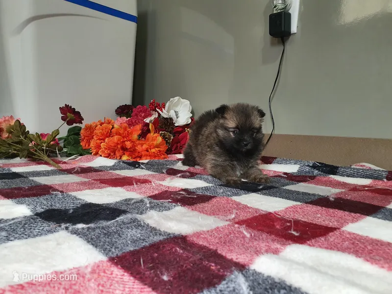 Munchkin – Pomeranian puppy for sale in Spencerville, IN