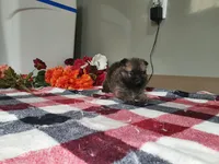 Munchkin, a female Pomeranian for sale in Spencerville, IN – Photo 1 of 4