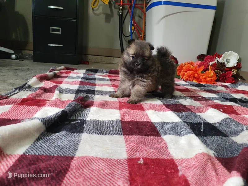 Munchkin – Pomeranian puppy for sale in Spencerville, IN