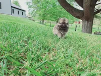 Munchkin, a female Pomeranian for sale in Spencerville, IN – 6 of 10