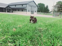 Cody, a male Shiba Inu for sale in Spencerville, IN – 6 of 8