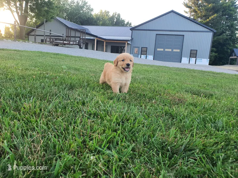 Harley – Golden Retriever puppy for sale in Spencerville, IN