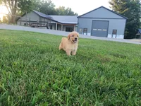 Harley, a male Golden Retriever for sale in Spencerville, IN – 1 of 4