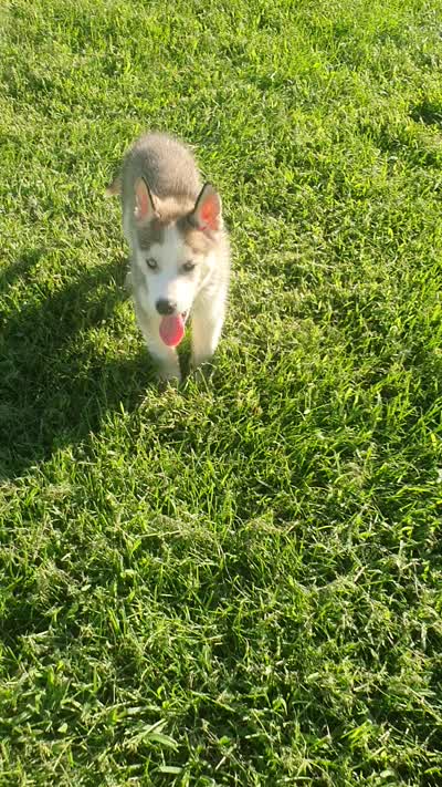 Bently, a male Siberian Husky for sale in Spencerville, IN – 7 of 7