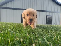 Gracie , a female Golden Retriever for sale in Spencerville, IN – 3 of 5