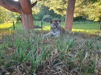 Quinn, a male Shiba Inu for sale in Spencerville, IN – 2 of 2