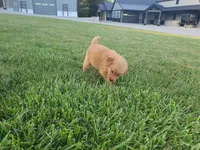 Buster, a male Golden Retriever for sale in Spencerville, IN – 6 of 7