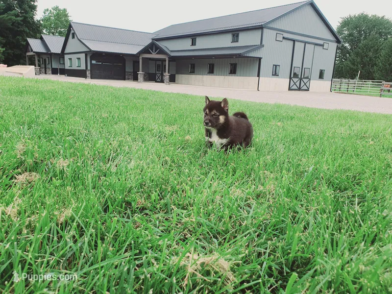 Cody – Shiba Inu puppy for sale in Spencerville, IN