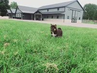 Cody, a male Shiba Inu for sale in Spencerville, IN – 1 of 8