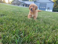 Buster, a male Golden Retriever for sale in Spencerville, IN – 5 of 7